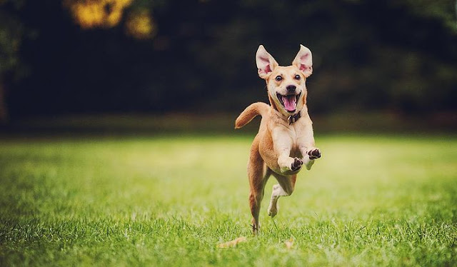 cachorro pulando - Vida em Equilíbrio